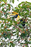 Great Hornbill